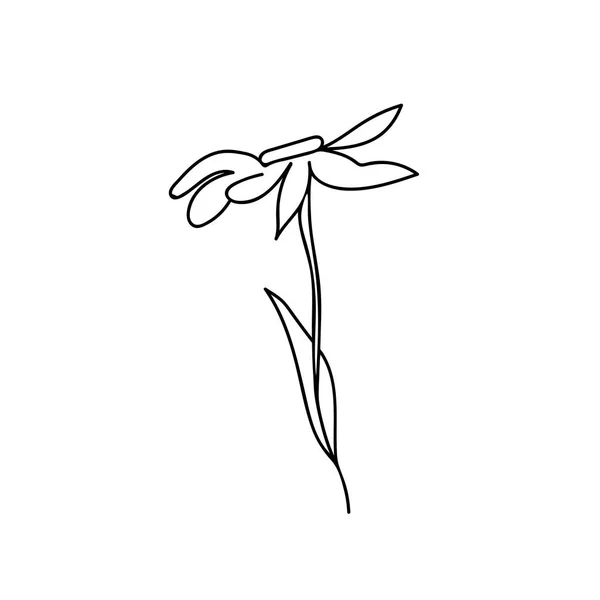 Ένα Βότανο Βοτανική Απεικόνιση Χαμομήλι Μαύρη Γραμμή Λευκό Φόντο Floral — Διανυσματικό Αρχείο