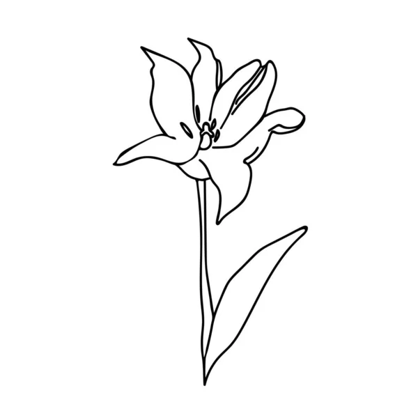 One Vector Botanical Illustration Tulip Con Linea Nera Sfondo Bianco — Vettoriale Stock