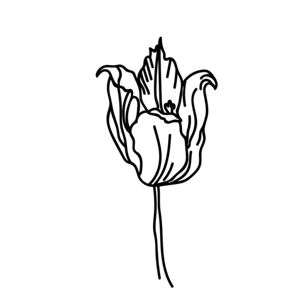 Tulipán Ilustración Botánica Vector Con Línea Negra Sobre Fondo Blanco — Archivo Imágenes Vectoriales