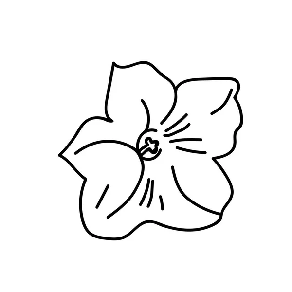 One Vector Botanical Illustration Nasturtium Μαύρη Γραμμή Λευκό Φόντο Floral — Διανυσματικό Αρχείο