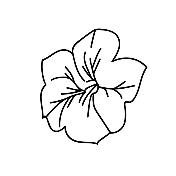 Beyaz Arkaplanda Siyah Çizgili Bir Vektör Botanik Llüstrasyon Nastyumu Çiçek — Stok Vektör