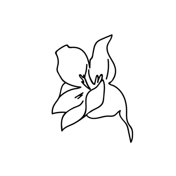 Illustrazione Botanica Vettoriale Nasturzio Con Linea Nera Sfondo Bianco Immagine — Vettoriale Stock