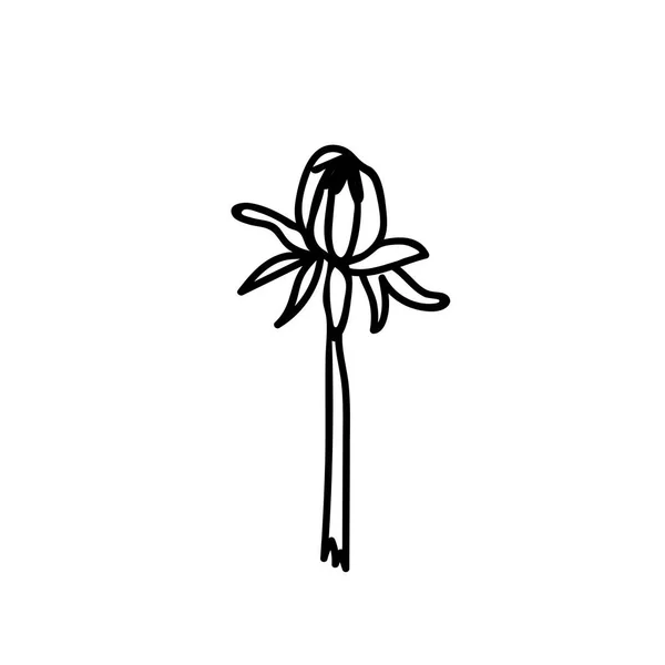 One Vector Botanical Illustration Dandelion Black Line White Background Floral — 스톡 벡터