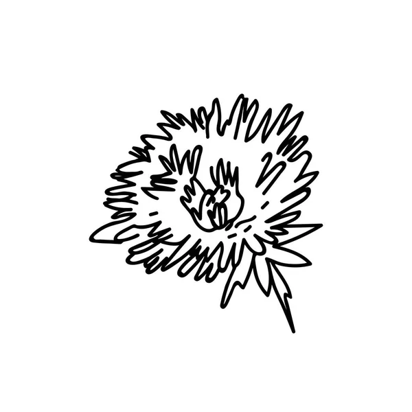 Vetor Botanical Illustration Dandelion Com Linha Preta Fundo Branco Floral — Vetor de Stock