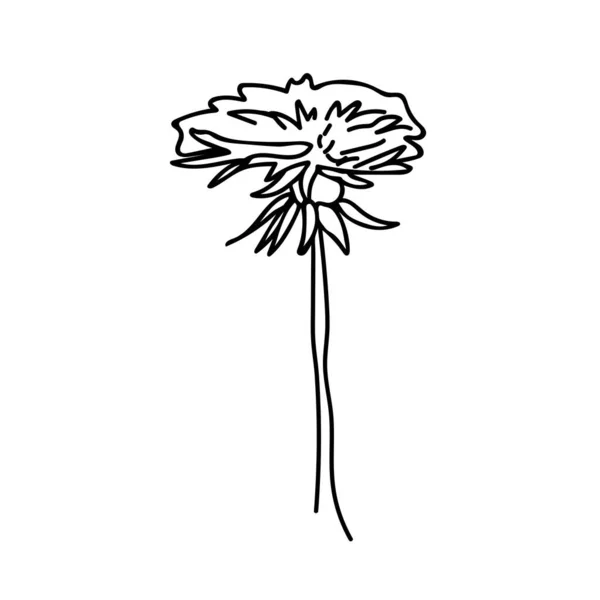 Vetor Botanical Illustration Dandelion Com Linha Preta Fundo Branco Floral — Vetor de Stock