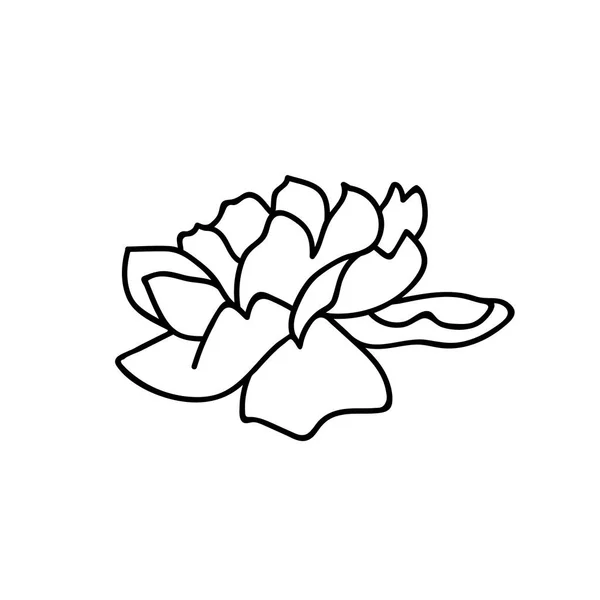 Een Vector Botanische Illustratie Rose Met Zwarte Lijn Witte Achtergrond — Stockvector