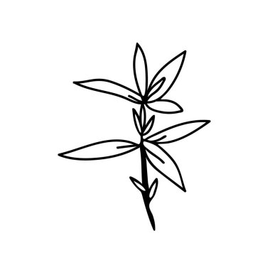 Beyaz arkaplanda siyah çizgili bir Vektör Botanik Çizim Santrali. Çiçek, Yaz el çizimi karalama tarzı resimler. Paketler, sosyal medya, web, kartlar, davetiyeler, davetiyeler için tasarımlar..