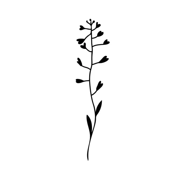 One Vector Botanical Illustration Branch Plant Fekete Vonal Fehér Hátteren — Stock Vector