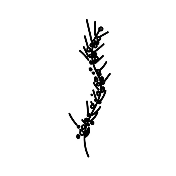 One Vector Botanical Illustration Branch Plant Avec Ligne Noire Sur — Image vectorielle