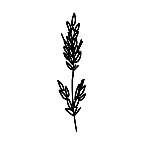 Beyaz Arkaplanda Siyah Çizgili Bir Vektör Botanik Çizim Santrali Çiçek — Stok Vektör