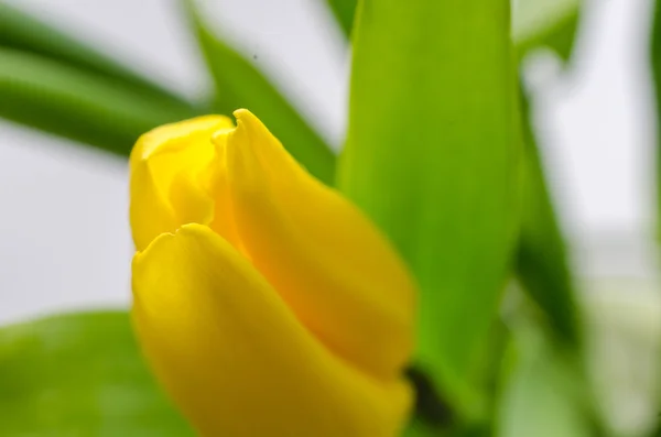 Tulipan kwiat. Rosebud. Delikatny kwiat z kropli wody. — Zdjęcie stockowe