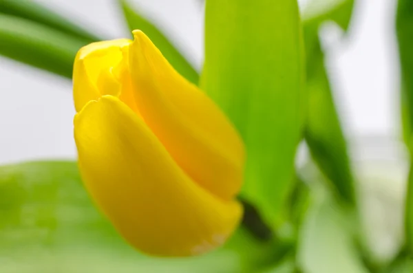 Flower tulip. Rosebud. Delicate flower with water drops.