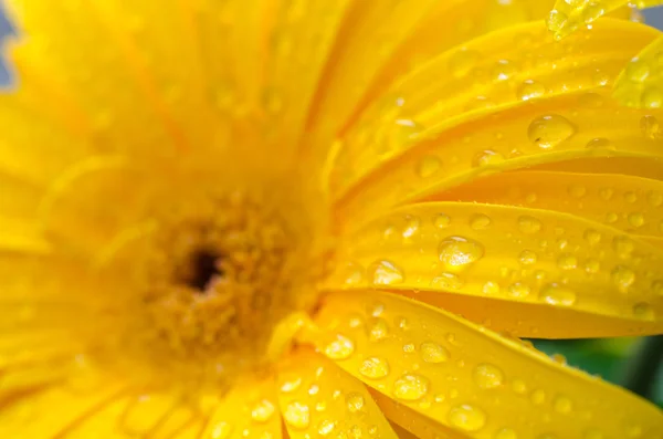 Gerbera flower. Rosebud. Delicate flower with water drops.