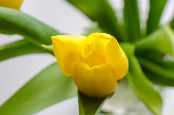 Une tulipe. Rosebud. Délicate fleur avec gouttes d'eau . — Photo