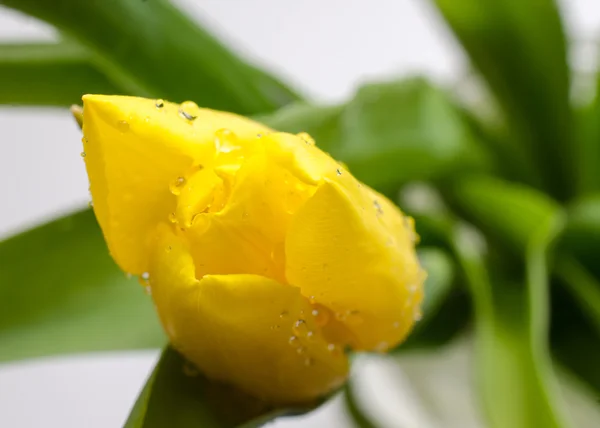 Flower tulip. Rosebud. Delicate flower with water drops. — Stock Photo, Image