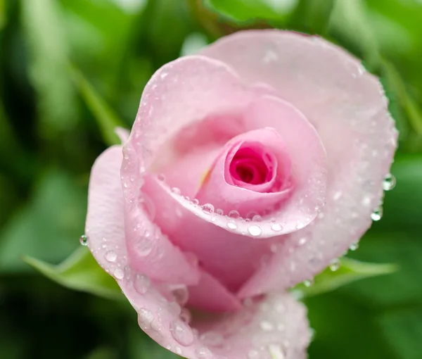 Rose Flower. Rosebud. Delicate flower with water drops. — Stock Photo, Image