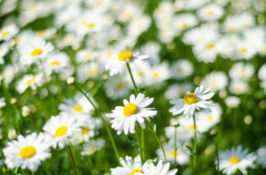 Beyaz papatya yaz alanında