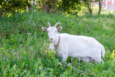 Büyük boynuzlu keçi