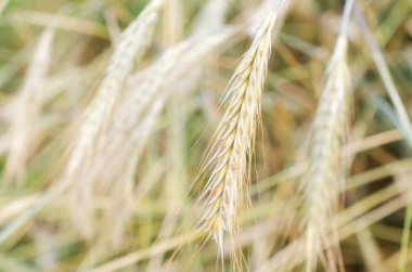 Yaz aylarında bir alanda büyüyen buğday