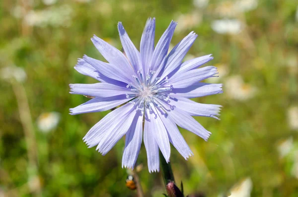 Fleurs d'été poussant sur le terrain — Photo