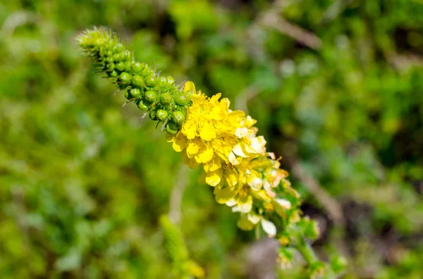 Zomerbloemen groeien op het veld — Stockfoto