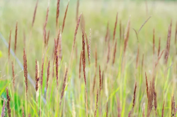 Gras groeit op het veld in de zomer — Stockfoto