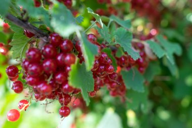 Çalının üzerinde olgun kırmızı frenk üzümü asılı..