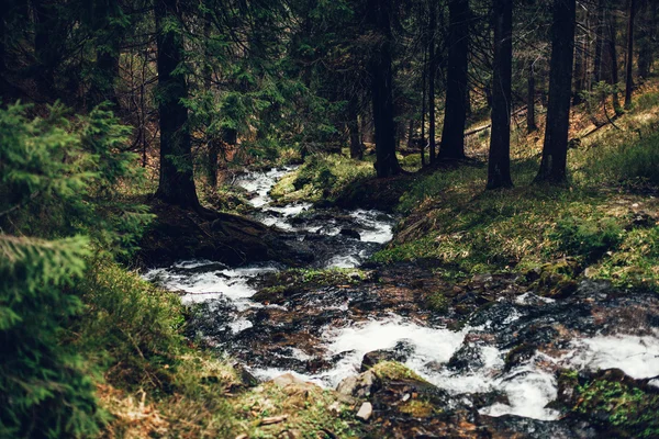 Arroyo de montaña en primavera —  Fotos de Stock