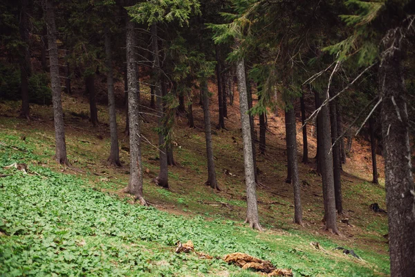 Bosque de pino en las montañas —  Fotos de Stock