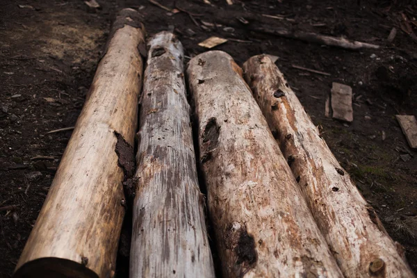 Högen med avskurna tallstockar i skogen. — Stockfoto