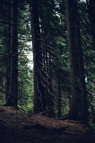 Bosque de pino en las montañas —  Fotos de Stock