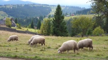 Bir tarlada otlayan koyun sürüsü. Arka planda dağ tepesi var. 