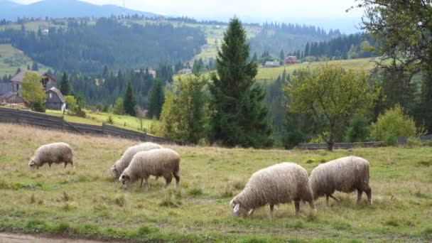 Зграя овець пасеться в полі. сільська місцевість на відкритому повітрі гірський пагорб на фоні — стокове відео