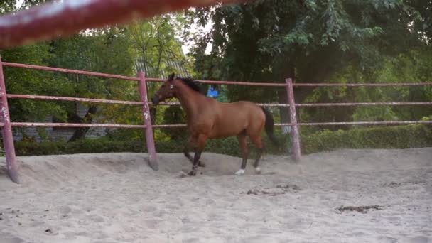 Cavalo treino regular corrida círculo arena — Vídeo de Stock