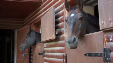 İki at Pencere ahşap kapı ahırından bakar