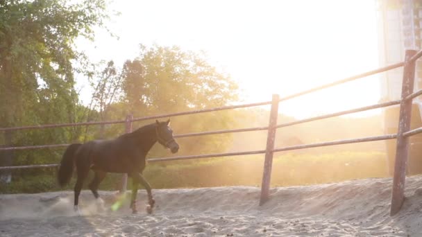 Caballo entrenamiento regular correr círculo arena — Vídeo de stock