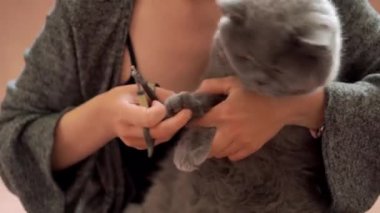 Kadın evcil kedi pençelerini kesti. Bakım evcil hayvan tırnak kesme evi