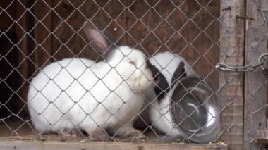 Çiftlikte oturmuş saman yiyen farklı bir tavşan.. 