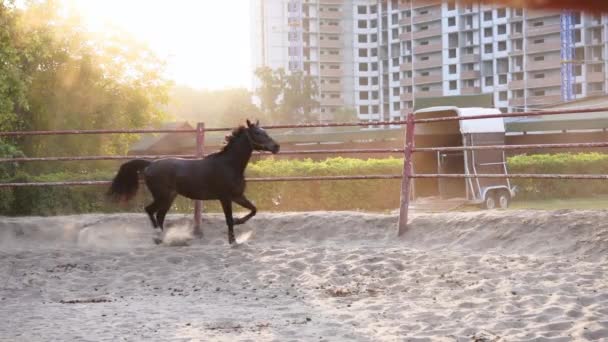 Paard regelmatige training running circle arena — Stockvideo