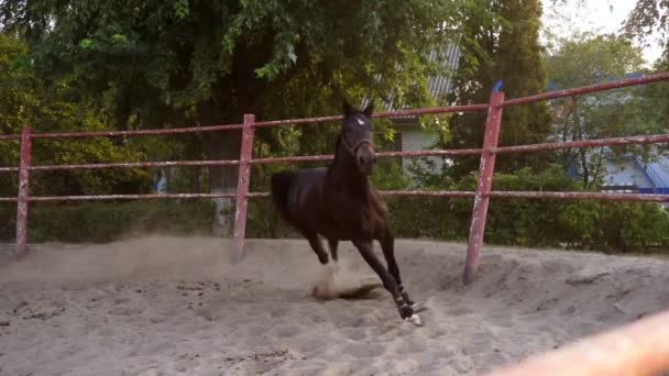Paard regelmatige training running circle arena — Stockvideo