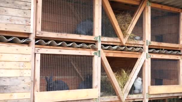 Different rabbit sitting cage on farm eating hay Agricultural concept. — ストック動画