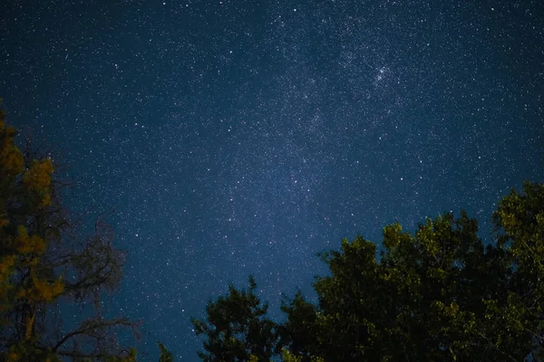 Vía Láctea Eleva Sobre Los Pinos Primer Plano Noche Estrellas — Foto de Stock