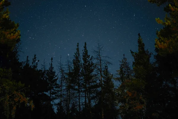 Vía Láctea Eleva Sobre Los Pinos Primer Plano Noche Estrellas — Foto de Stock