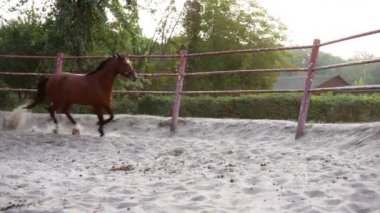 At düzenli antrenman çember alanı