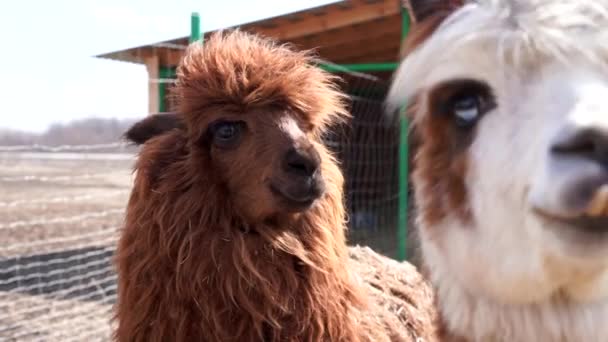 Милое животное Альпака-лама на ферме на открытом воздухе — стоковое видео