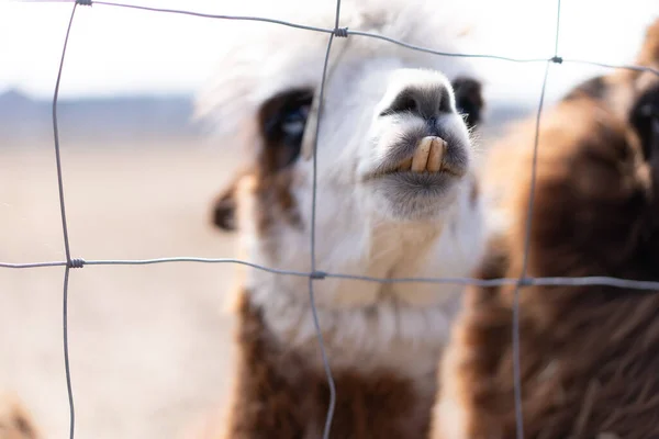 Niedliches Tierisches Alpaka Lama Auf Bauernhof Freien Mit Lustigen Zähnen — Stockfoto
