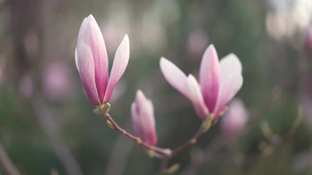 Rosa blommande magnolia. Vacker vår blomma för magnolia tulpan träd rosa blommor. — Stockvideo