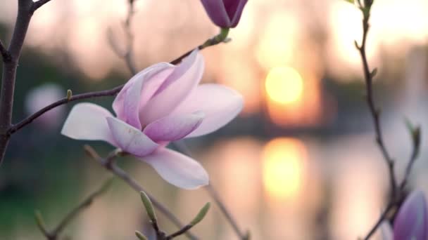 Rosa blommande magnolia. Vacker vår blomma för magnolia tulpan träd rosa blommor. — Stockvideo