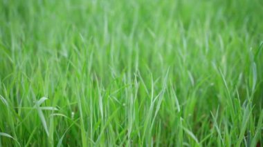 Yeşil Çimen Bulanık Arkaplanda Sığ Alan Derinliği Yumuşak Rüya Bakışı, Bokeh. Seçici Odaklanma 