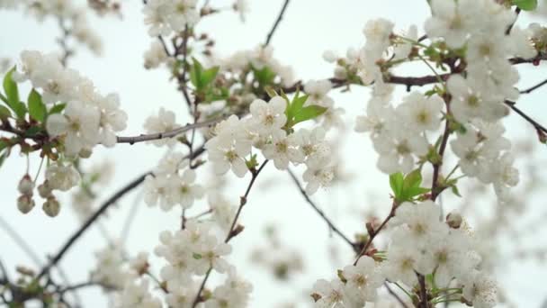 Fleur de pomme fleurs printemps jardin — Video